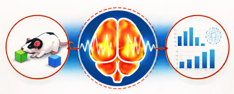 Cortical Analysis Lab Graphical Abstract